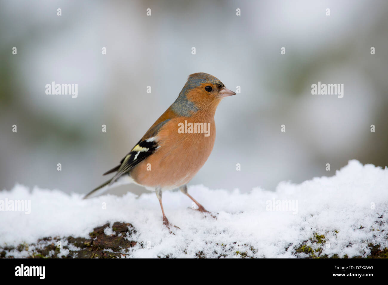 Chaffinch Fringilla coelebs mâle ; ; ; hiver ; UK Banque D'Images