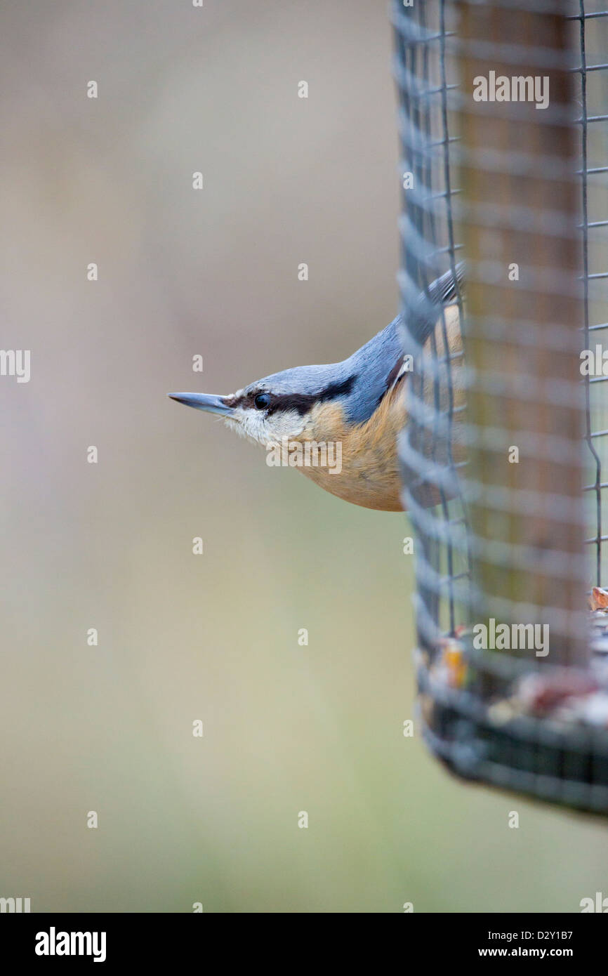 Sitta europaea sittelle ; ; ; sur le convoyeur d'UK Banque D'Images