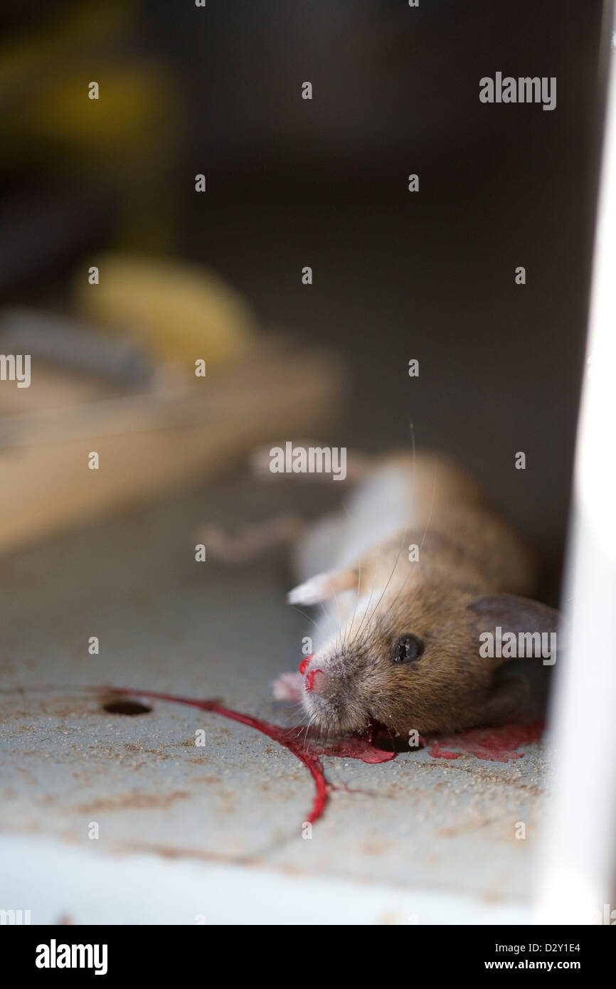 Une maison commune de la souris (Mus musculus) gisant mort dans un piège à souris en bois traditionnel. Banque D'Images
