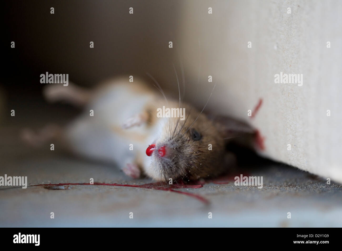 Une maison commune de la souris (Mus musculus) gisant mort dans un piège à souris en bois traditionnel. Banque D'Images