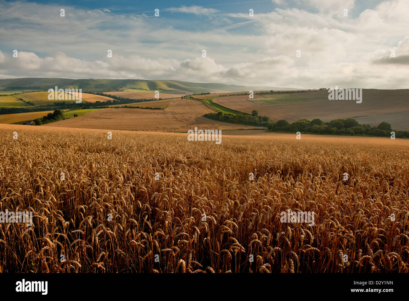 Une vue sur les South Downs près de Lewes dans le Sussex de l'Est en direction de Kingston Ridge sur un champ de maïs à la fin de l'été Banque D'Images