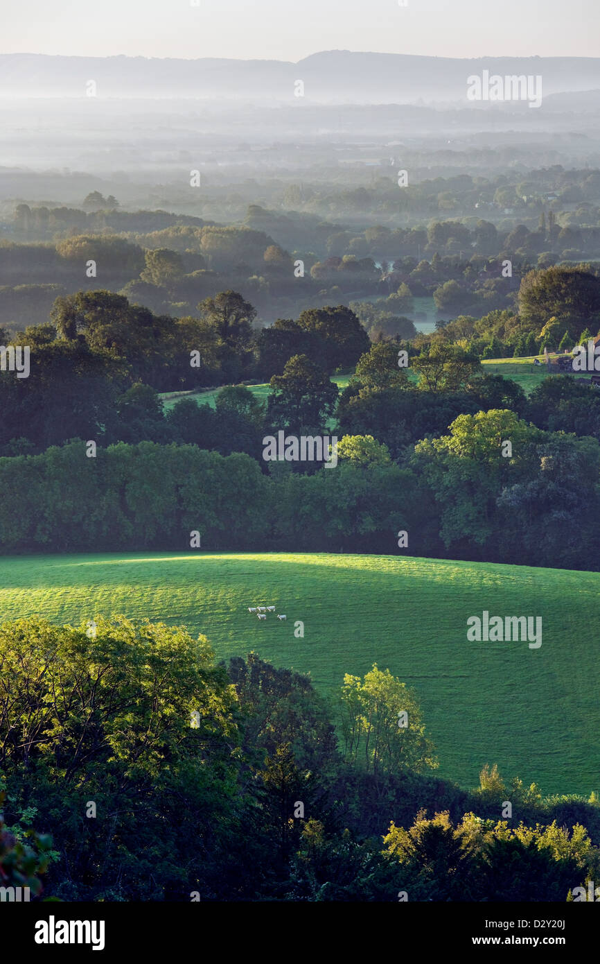 Le point de vue de l'épaule de mouton Hill près de Petersfield, Hampshire en regardant vers le sud des bas sur un champ avec des moutons Banque D'Images