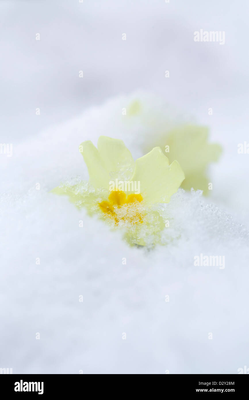 La primevère Primula vulgaris ; ; ; ; hiver neige UK Banque D'Images