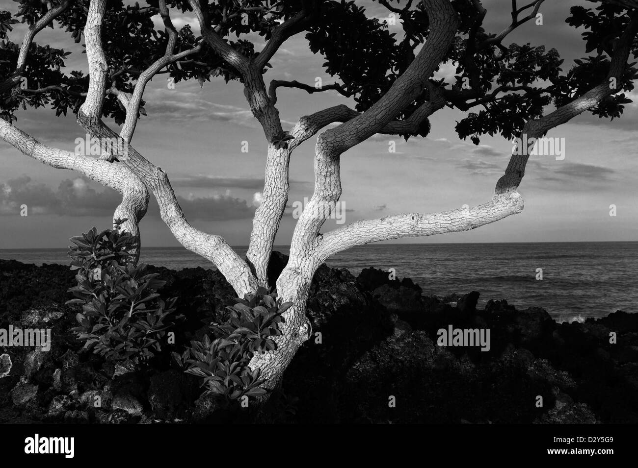 Héliotrope arbres avec la première lumière et l'océan. La Big Island, Hawaii. Banque D'Images
