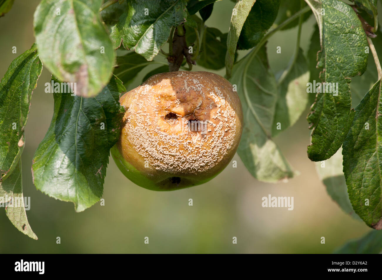 - Pourriture brune Sclerotina fructigena sur apple Banque D'Images