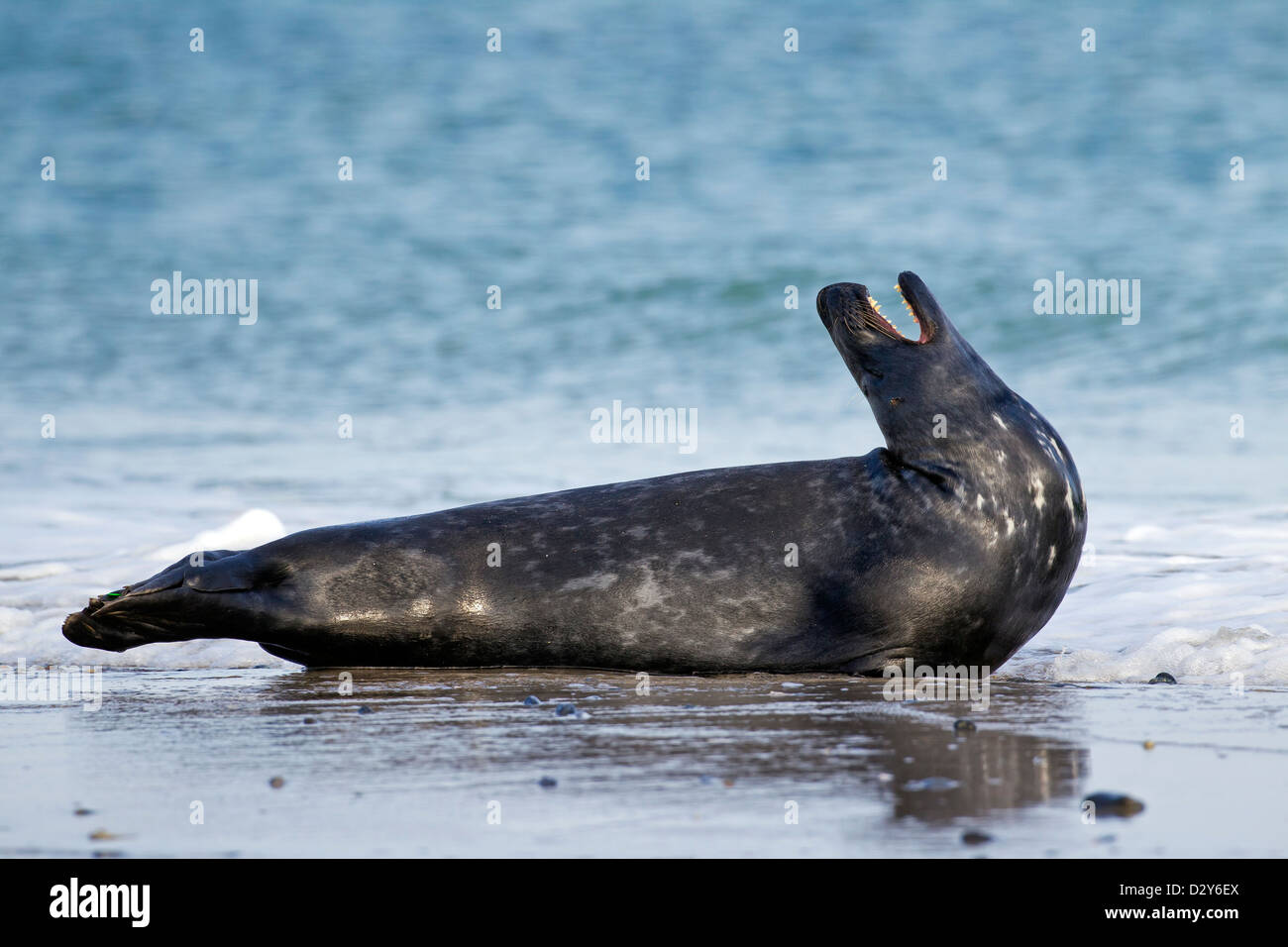 Phoque gris de l'Atlantique / phoque gris (Halichoerus grypus) lying on beach et l'appel Banque D'Images