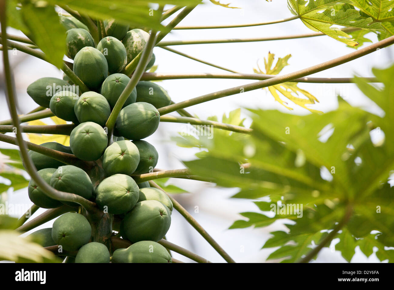 Carica papaya fruit growing on tree. Banque D'Images
