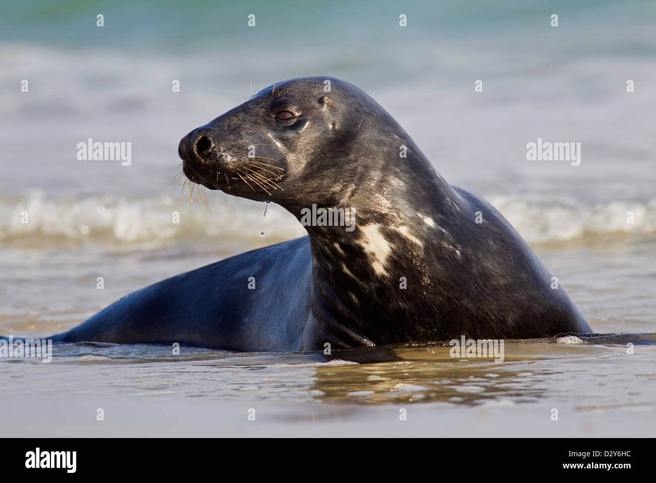 Phoque gris de l'Atlantique / phoque gris (Halichoerus grypus) lying on beach in the surf Banque D'Images