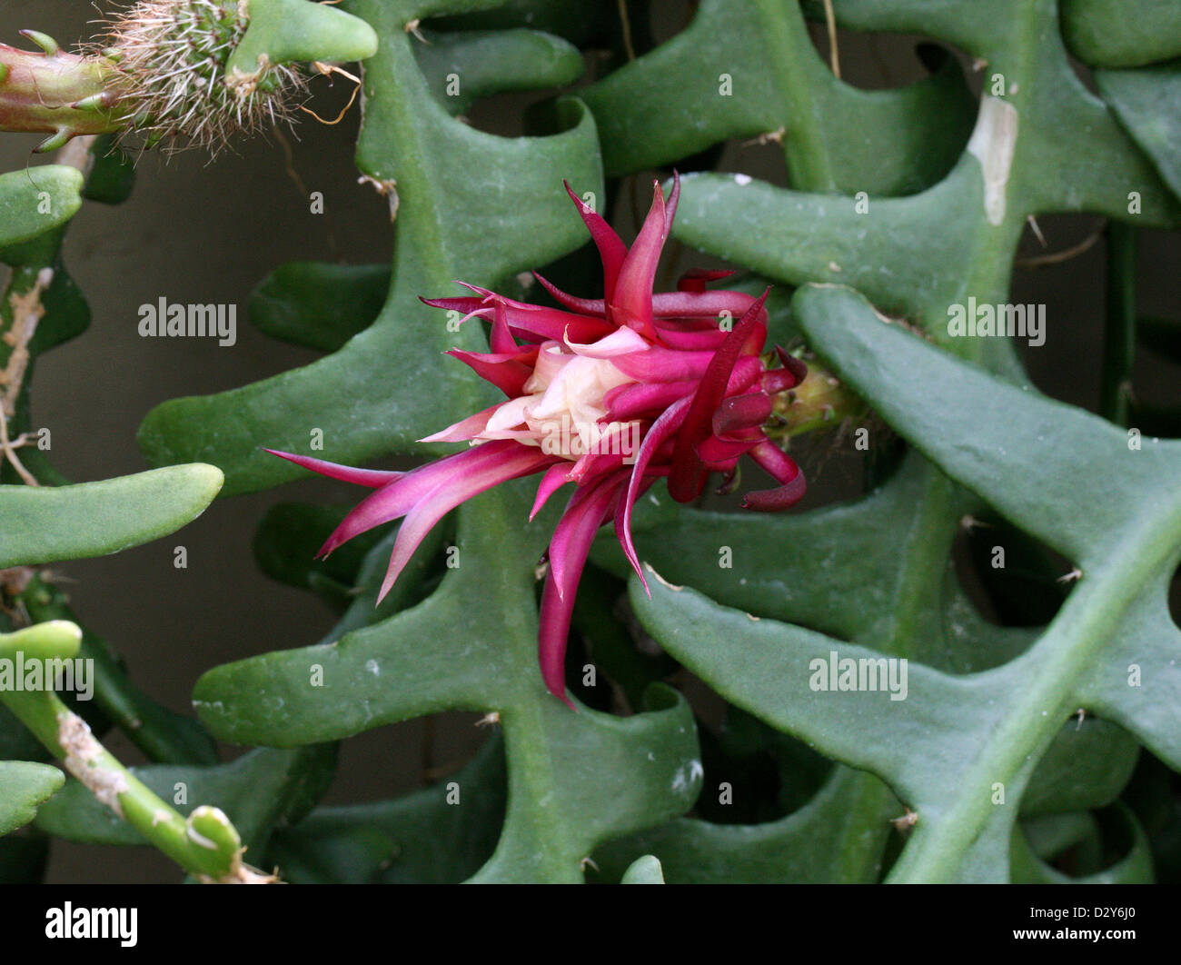 Fishbone cactus, cactus Orchidée Ric Rac Zig-zag, Cactus, St. Anthony's Rik-Rak, Selenicereus anthonyanus, Cactaceae. Le Mexique. Banque D'Images