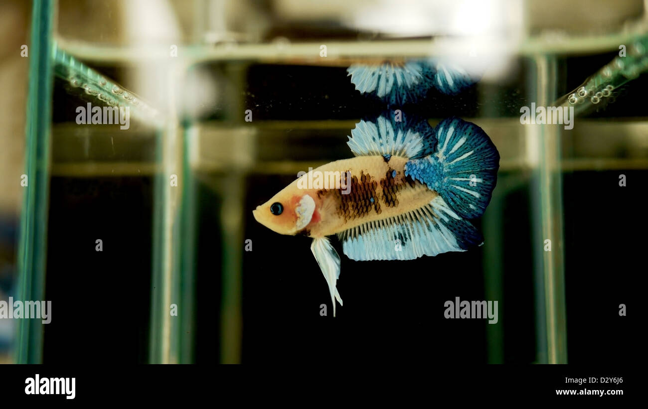 Siamois mâle la lutte contre le poisson dans la bouteille. Banque D'Images