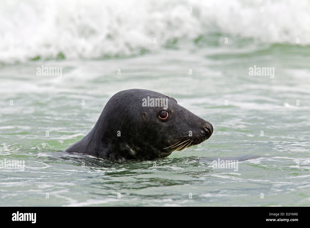 / Le phoque gris Le phoque gris (Halichoerus grypus) masculin natation surf dans le long de la côte de la mer du Nord Banque D'Images