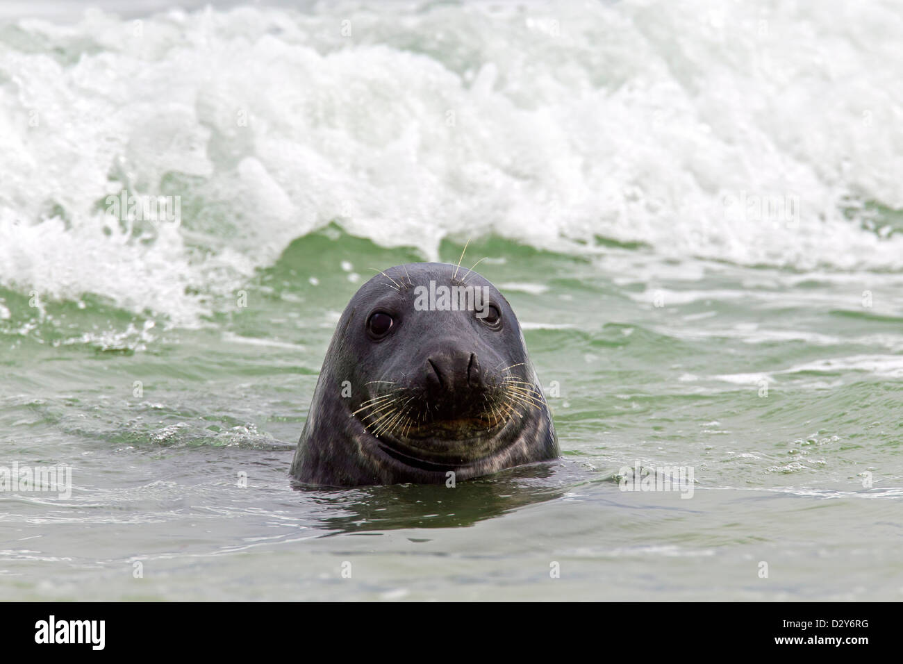 / Le phoque gris Le phoque gris (Halichoerus grypus) masculin natation surf dans le long de la côte de la mer du Nord Banque D'Images