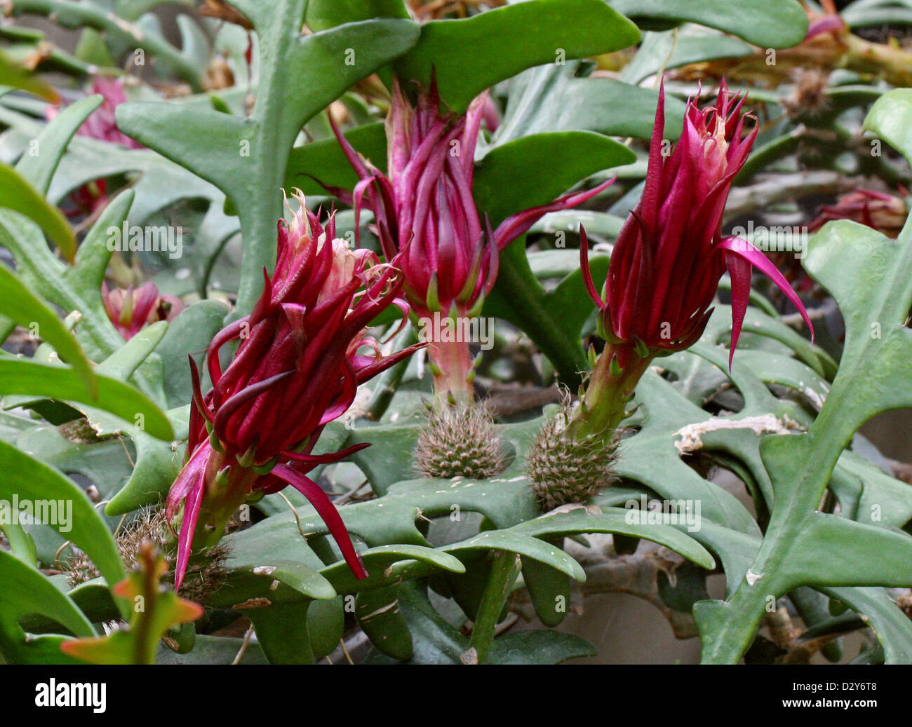 Fishbone cactus, cactus Orchidée Ric Rac Zig-zag, Cactus, St. Anthony's Rik-Rak, Selenicereus anthonyanus, Cactaceae. Le Mexique. Banque D'Images