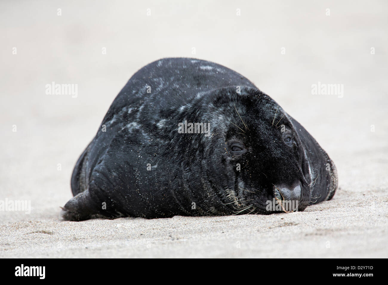 / Le phoque gris Le phoque gris (Halichoerus grypus) d'hommes dormant sur plage le long de la côte de la mer du Nord Banque D'Images