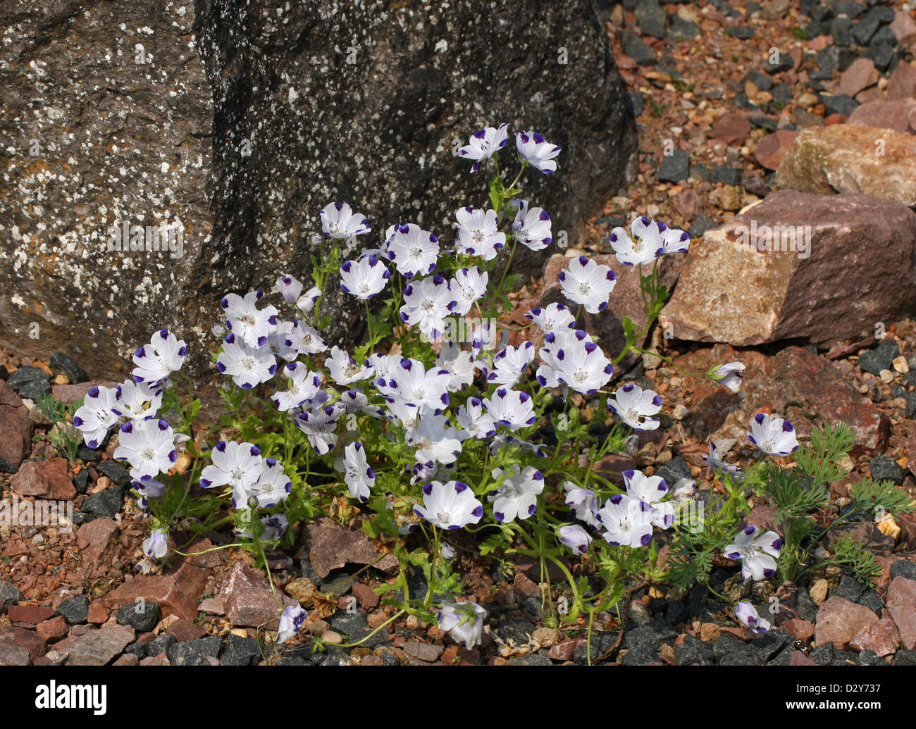 Baby Blue Eyes, Fivespot ou cinq-spot, Nemophila maculata, Hydrophylloideae, Boraginacées. Endémique de Californie, USA. Banque D'Images