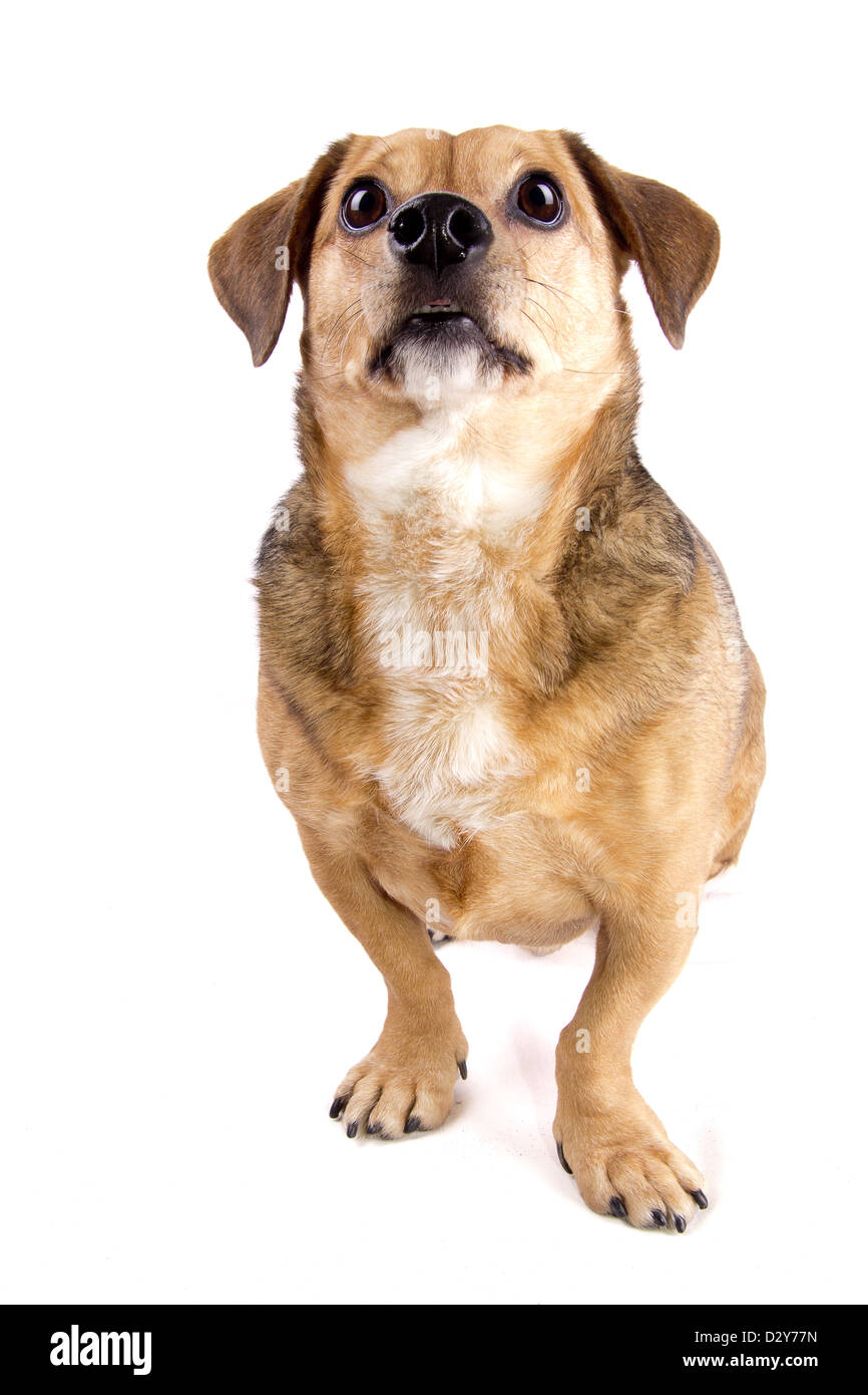 chien drôle Banque D'Images