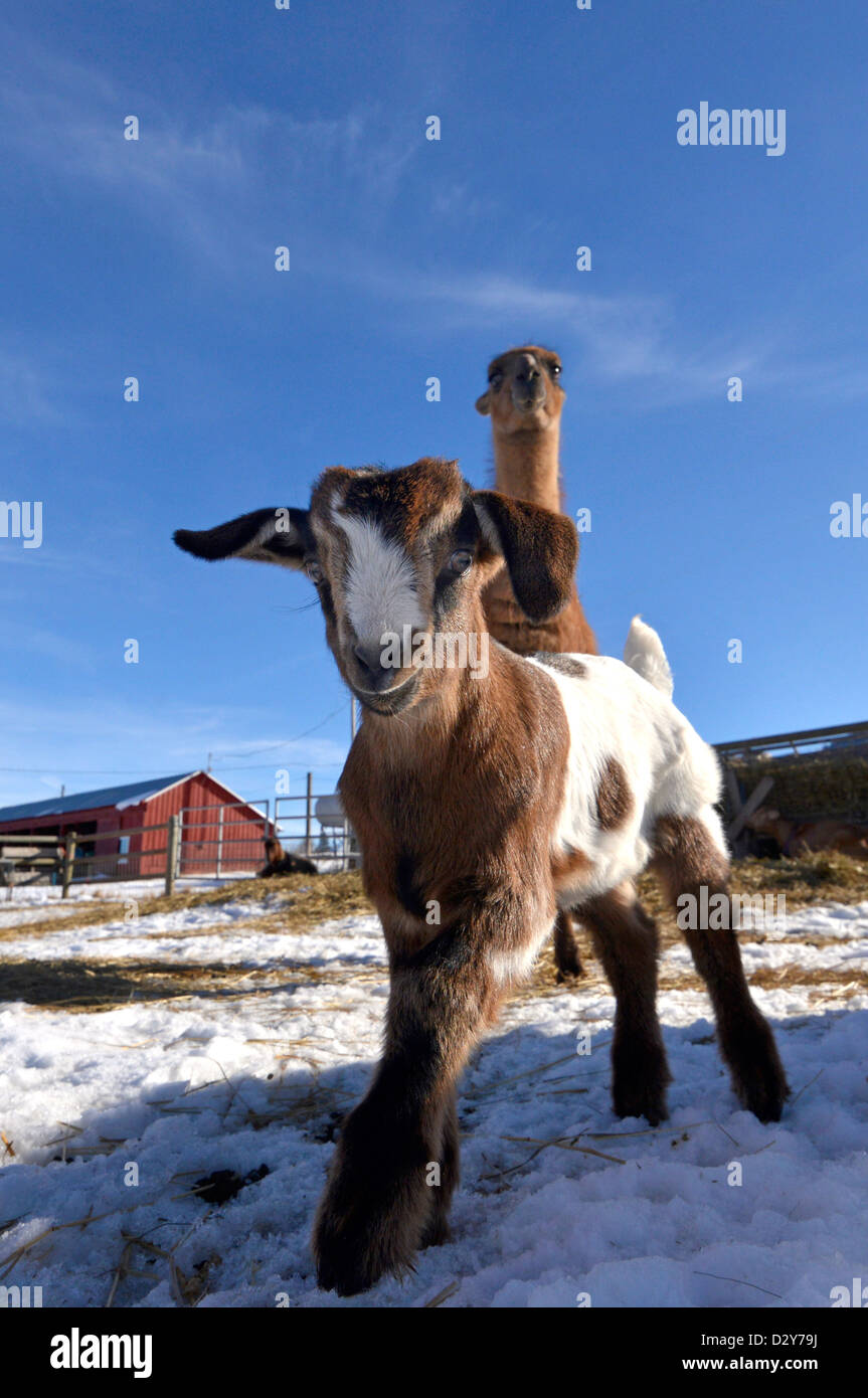 Avec un gardien de chèvre bébé llama dans une ferme de l'Oregon's Wallowa Valley. Banque D'Images