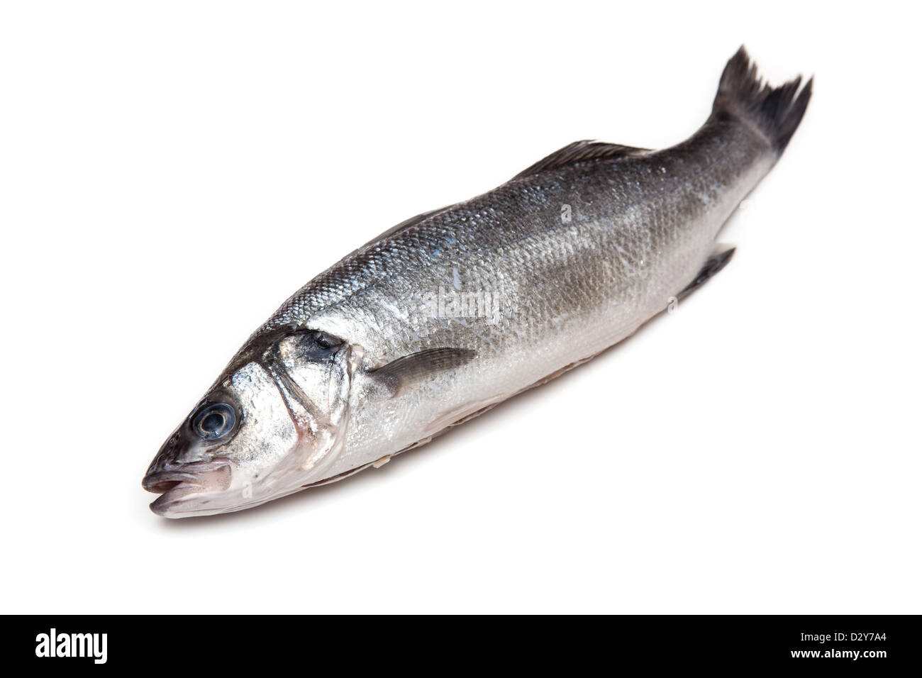Poissons de mer isolé sur un fond blanc studio. Banque D'Images