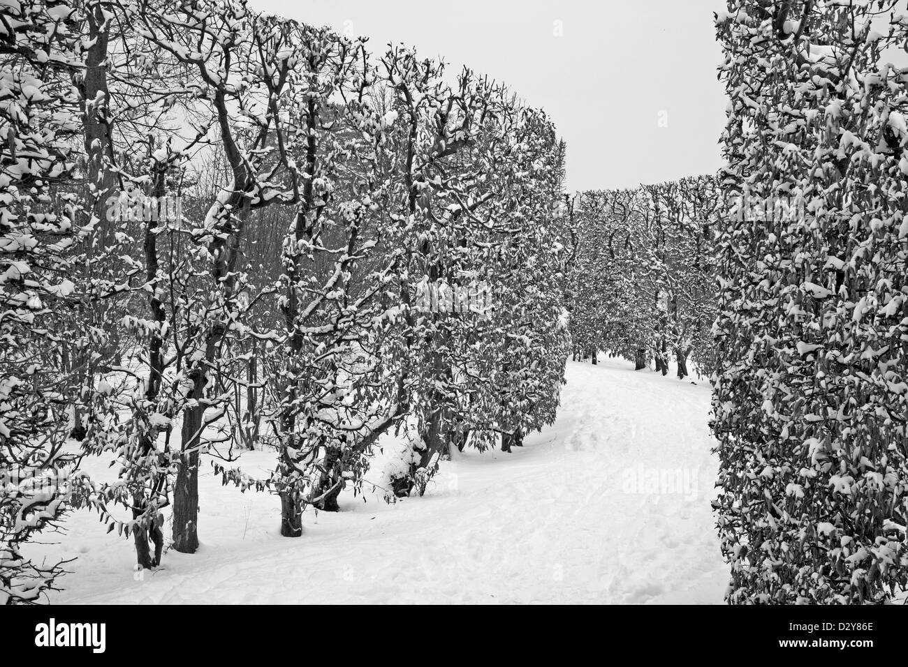 - Clôture de Vienne vivre jardins du Palais Schonbrunn en hiver Banque D'Images