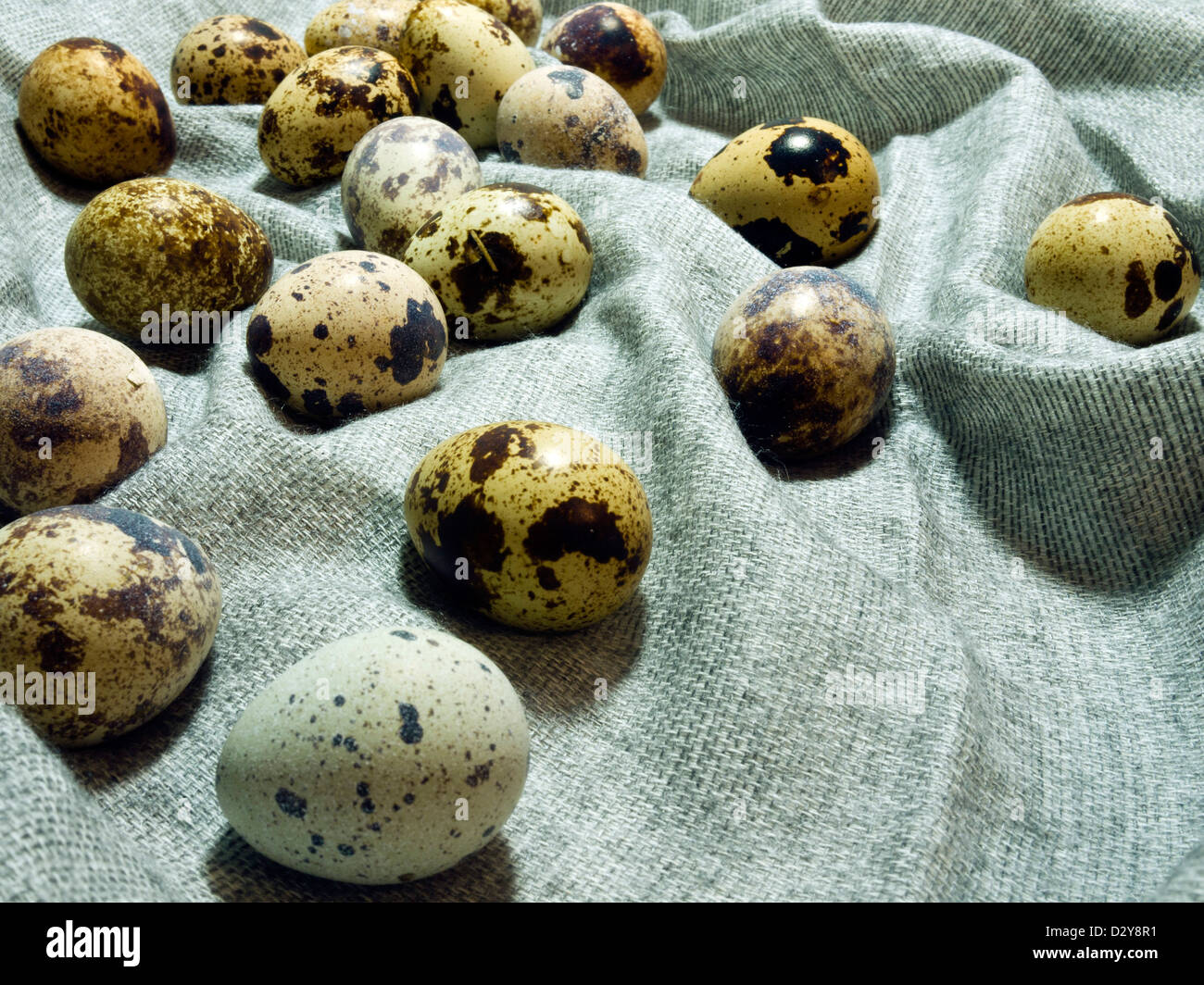 Oeufs de caille frais sur le tissu gris. Banque D'Images