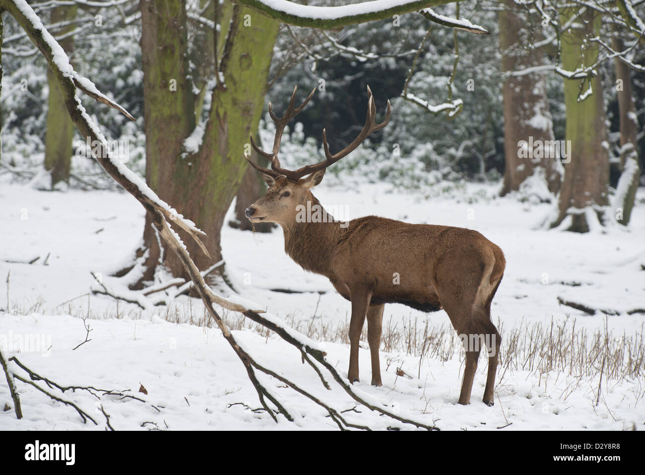 Red Deer : Cervus elaphus. Stag en neige. Banque D'Images