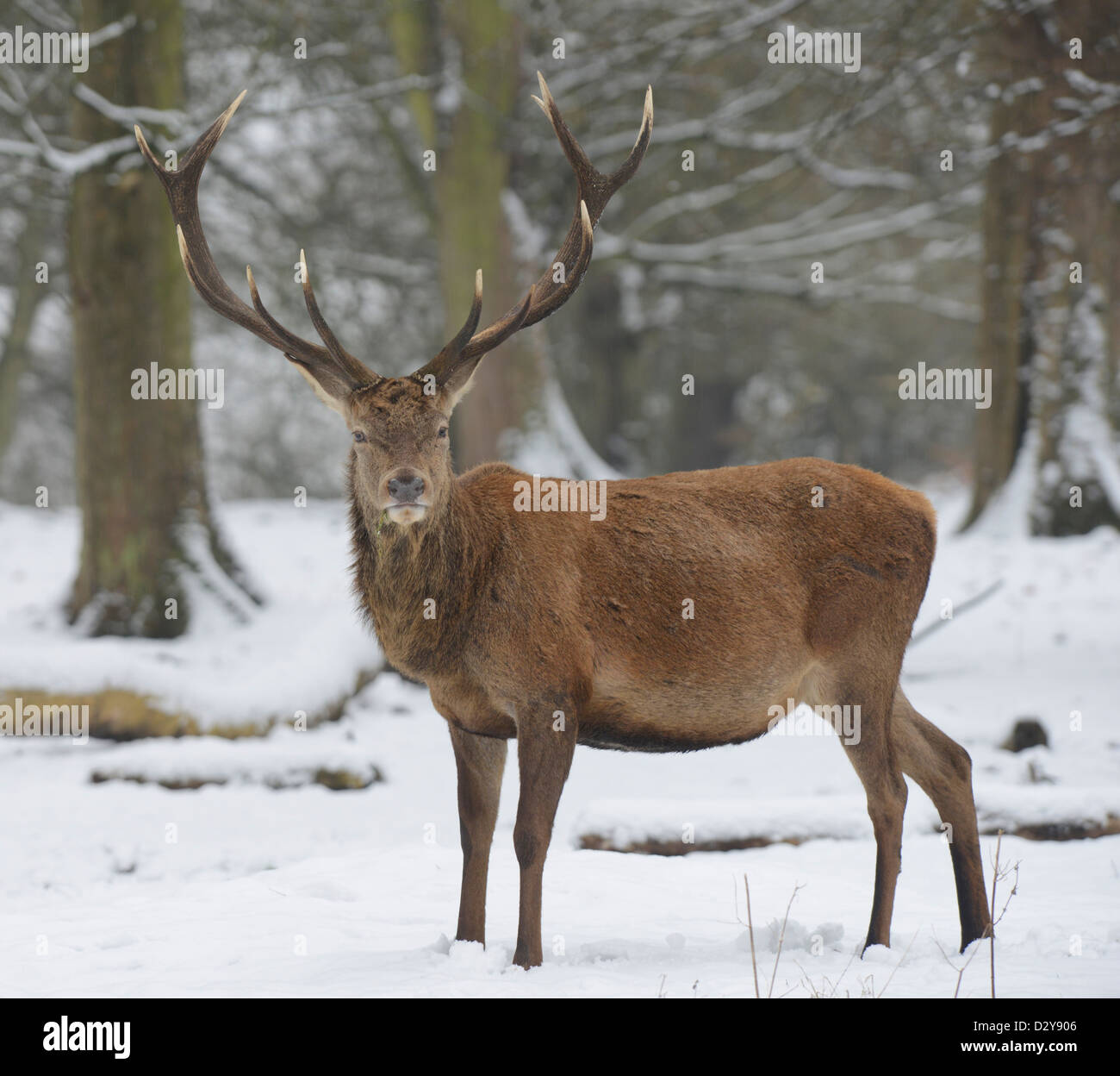 Red Deer : Cervus elaphus. Stag en neige. Banque D'Images