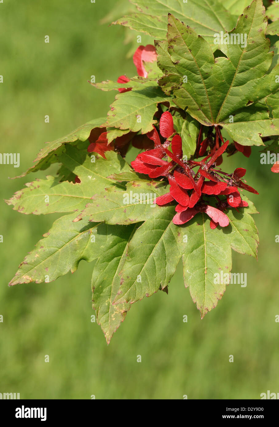 Le Japanese Maple, Fullmoon Érable ou Japanese Maple, Acer japonicum, Sapindaceae (Aceraceae). Le Japon. Aka. Pleine lune d'érable. Banque D'Images
