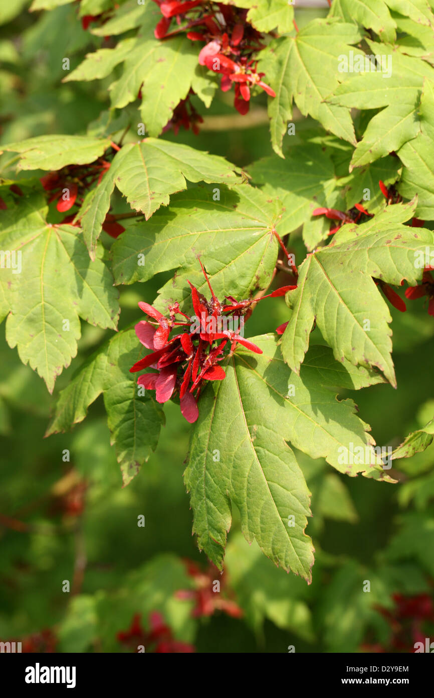 Le Japanese Maple, Fullmoon Érable ou Japanese Maple, Acer japonicum, Sapindaceae (Aceraceae). Le Japon. Aka. Pleine lune d'érable. Banque D'Images