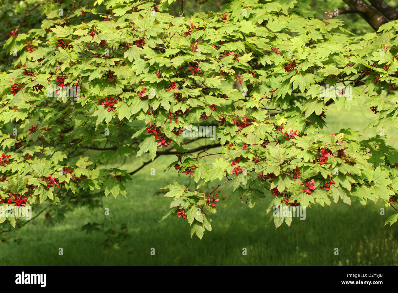 Le Japanese Maple, Fullmoon Érable ou Japanese Maple, Acer japonicum, Sapindaceae (Aceraceae). Le Japon. Aka. Pleine lune d'érable. Banque D'Images