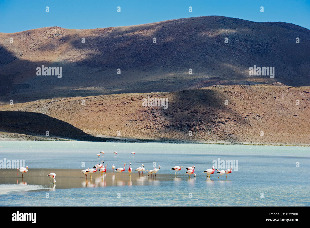 Phoenicoparrus jamesi James, Flamingo, laguna Canapa, Bolivie, Amérique du Sud Banque D'Images