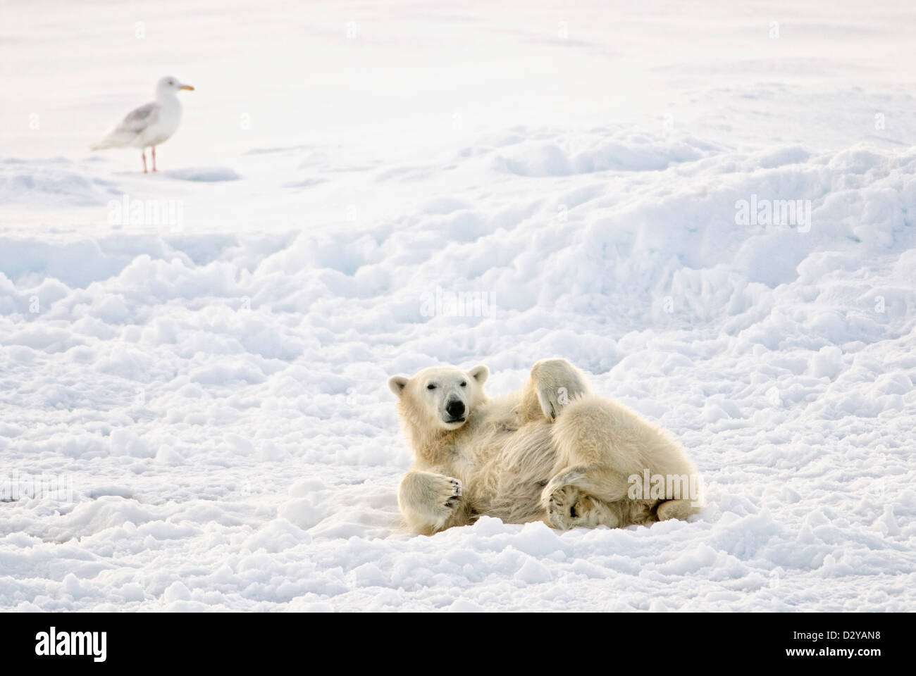 Un ours polaire se détend sur un flux de glace dans la région arctique de Svalbard alors qu'un Goéland bourgmestre les regarde. Banque D'Images