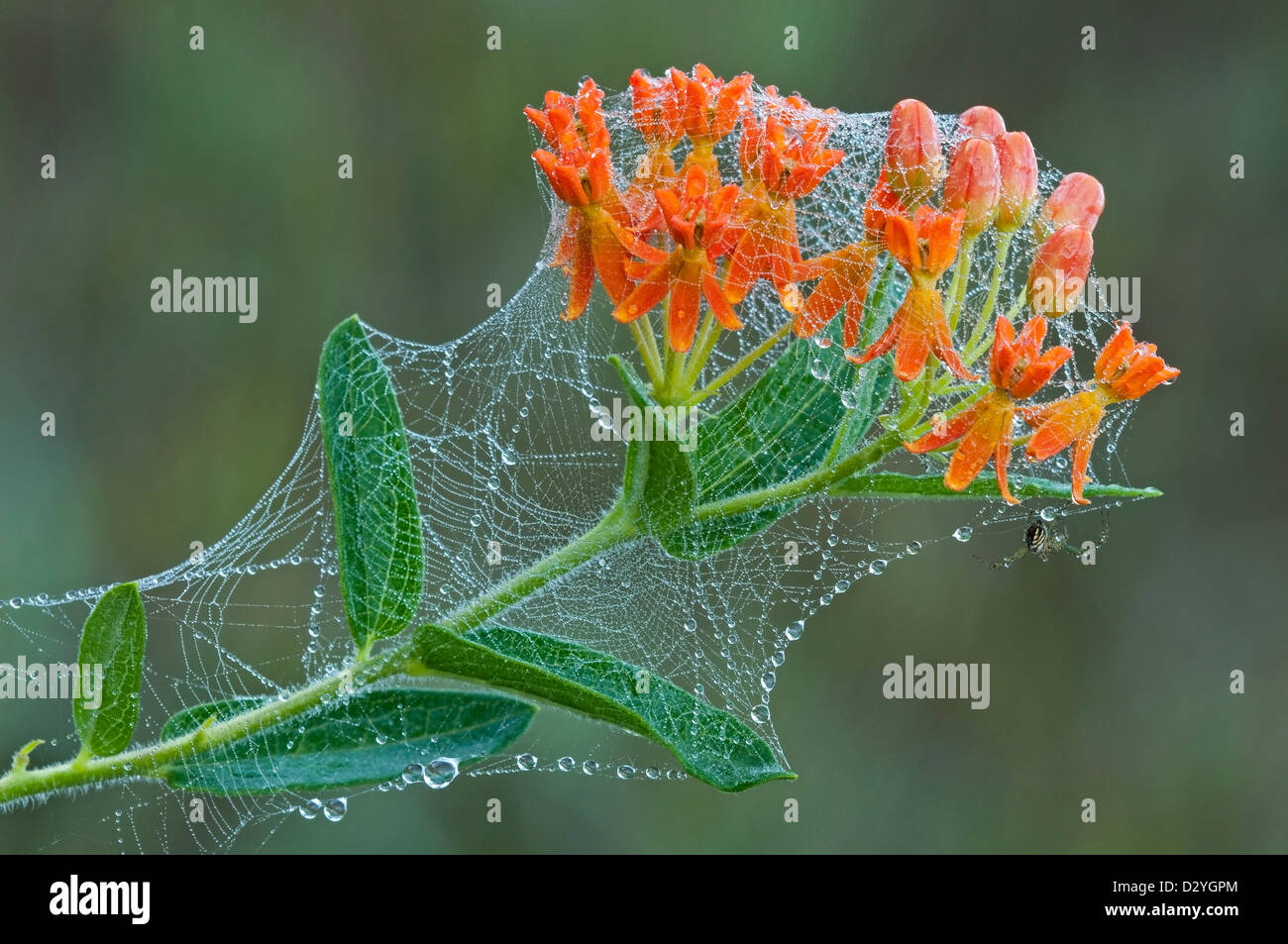 L'araignée et les toiles d'Araignée sur l'Asclépiade Asclepias tuberosa fleurs E USA Banque D'Images