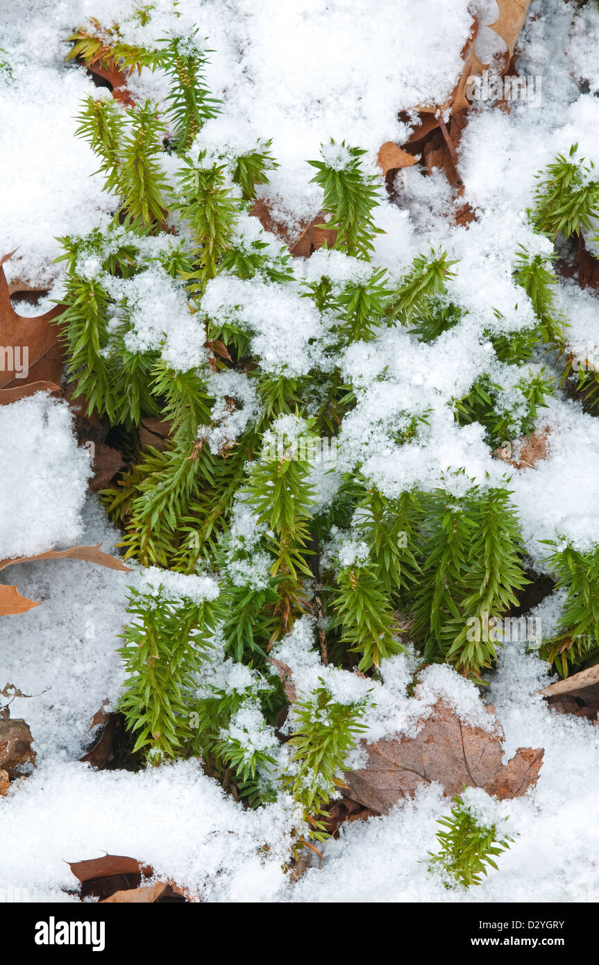 Clubmoss brillant (Huperzia lucidula), croissant sur le fond de la forêt, hiver, E USA, par Skip Moody/Dembinsky photo Assoc Banque D'Images