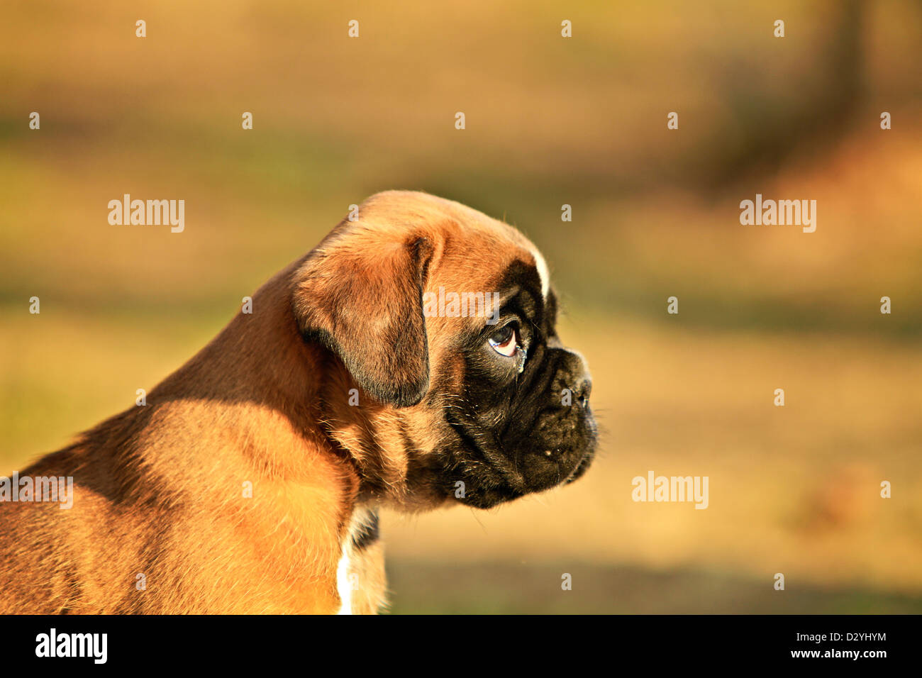 Un boxer dog puppy, portrait Banque D'Images