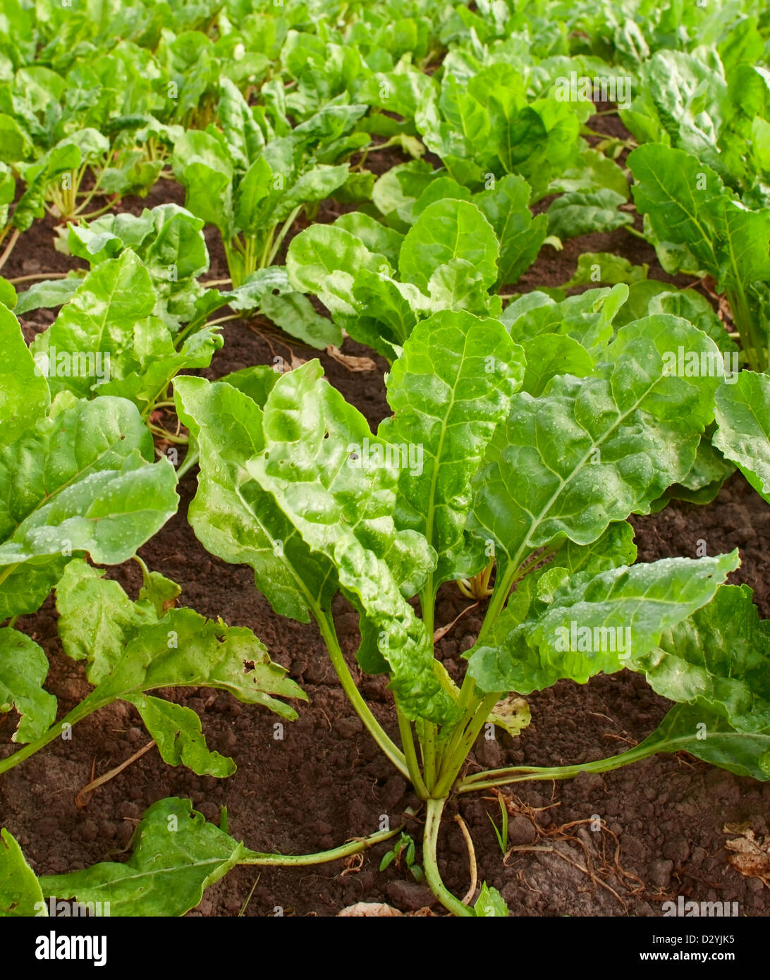 Champ avec des producteurs de betteraves, saison d'été, potager Banque D'Images