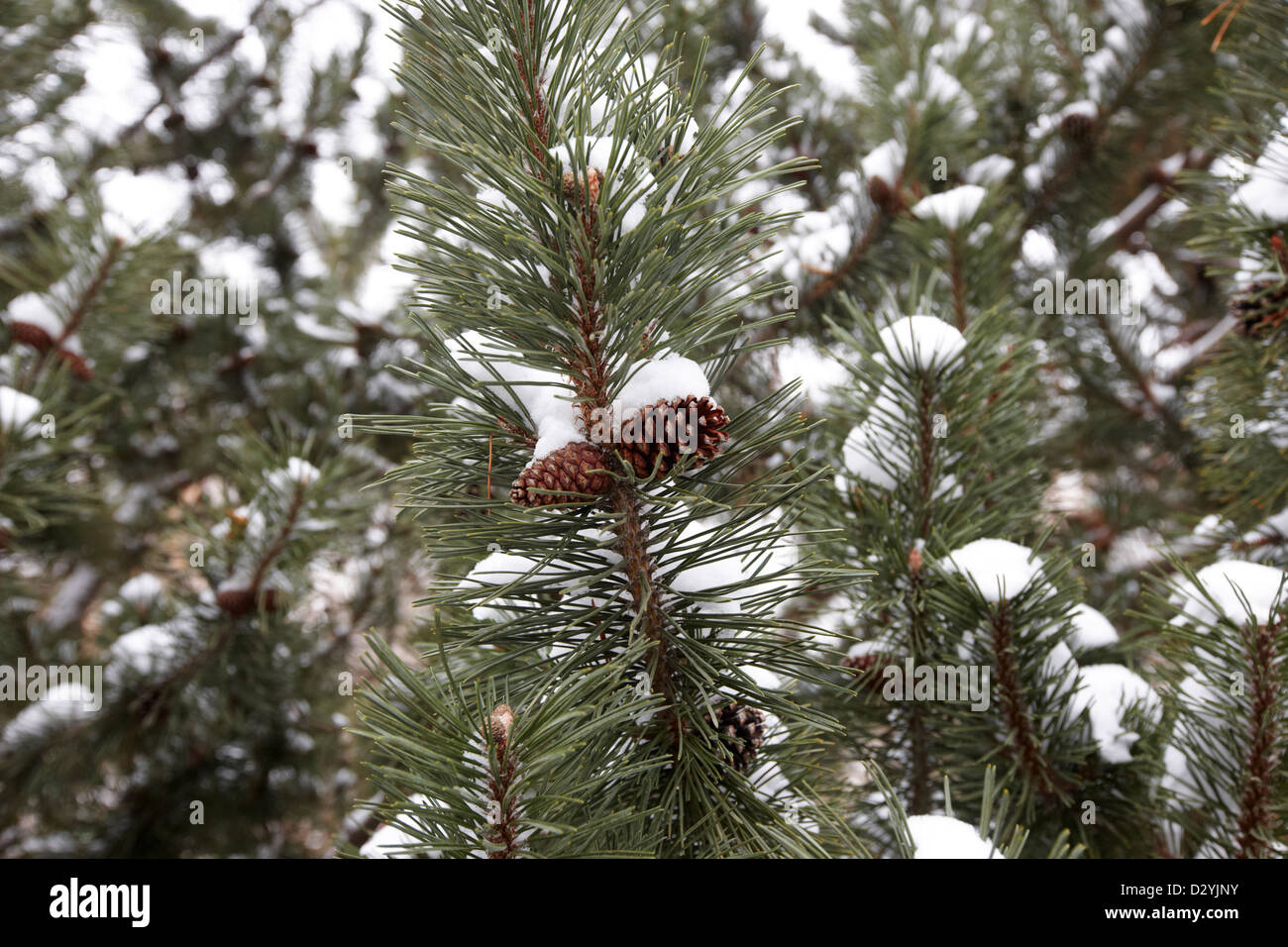 Cônes de pin poussant sur des sapins dans la neige Saskatoon Saskatchewan Canada Banque D'Images