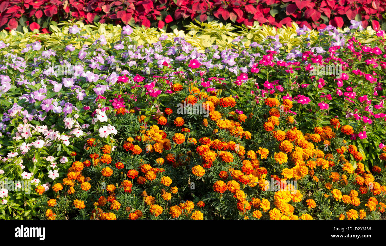Parterre de fleurs dans le Jardin Public Banque D'Images