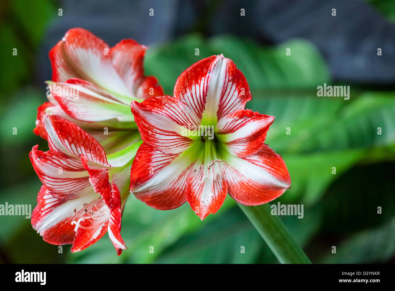 Une croissance de l'amaryllis colorés dans les montagnes au-dessus de la vallée centrale du Costa Rica Banque D'Images