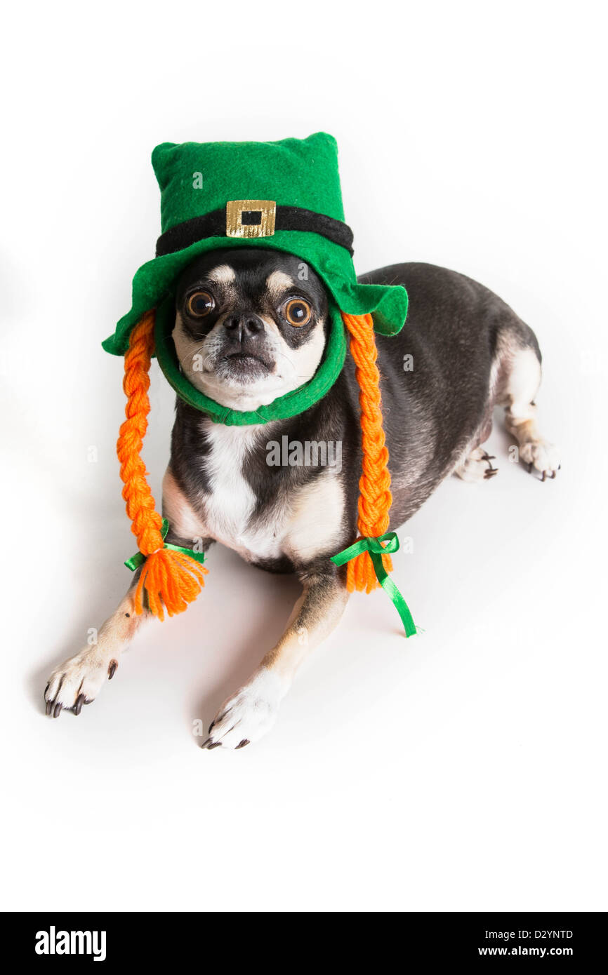 Cute Chihuahua dog habillé en lutin avec chapeau vert et orange tresses. Isolé sur fond blanc avec l'ombre légère. Banque D'Images