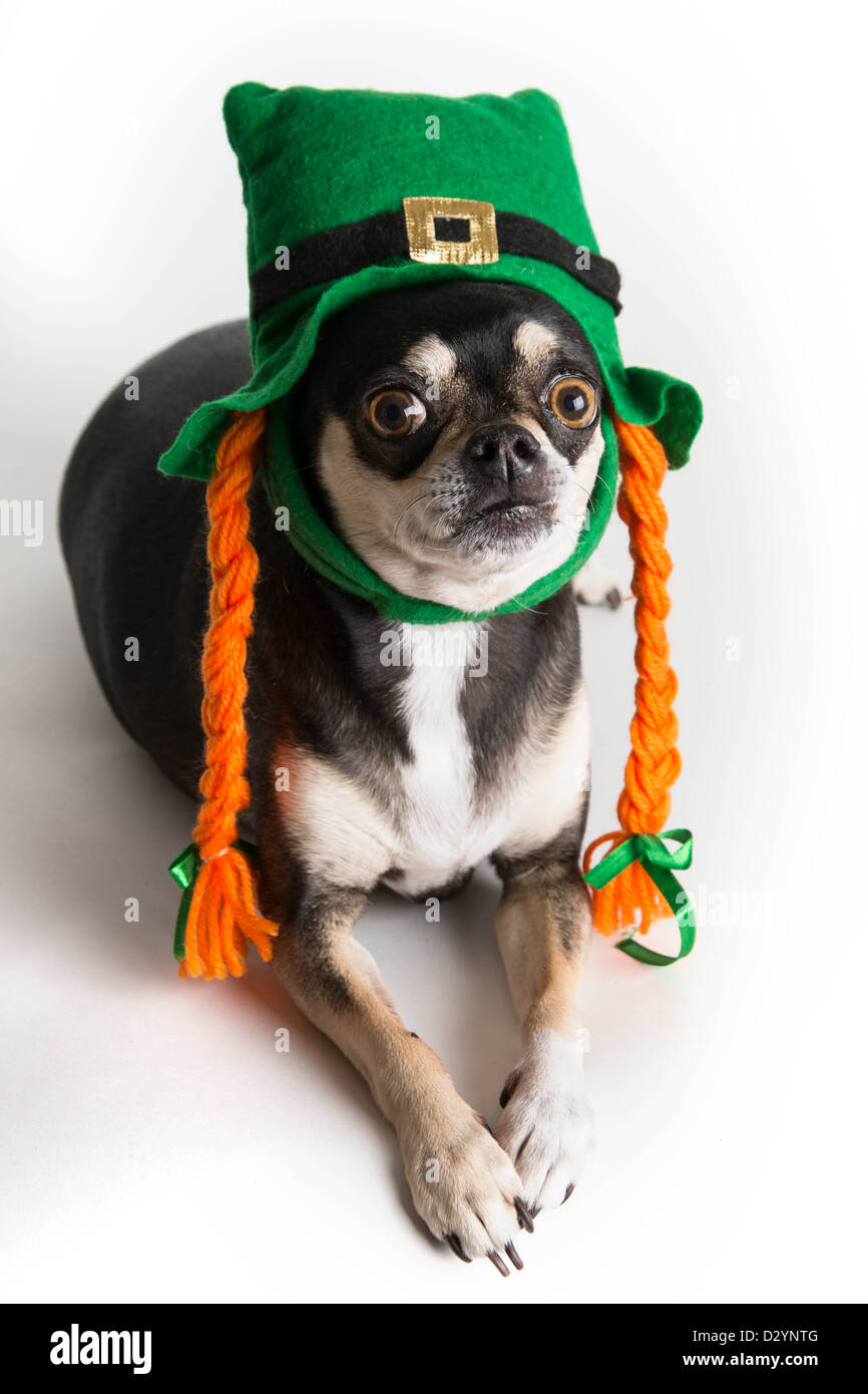 Cute Chihuahua dog habillé en lutin avec chapeau vert et orange tresses. Isolé sur fond blanc avec l'ombre légère. Banque D'Images