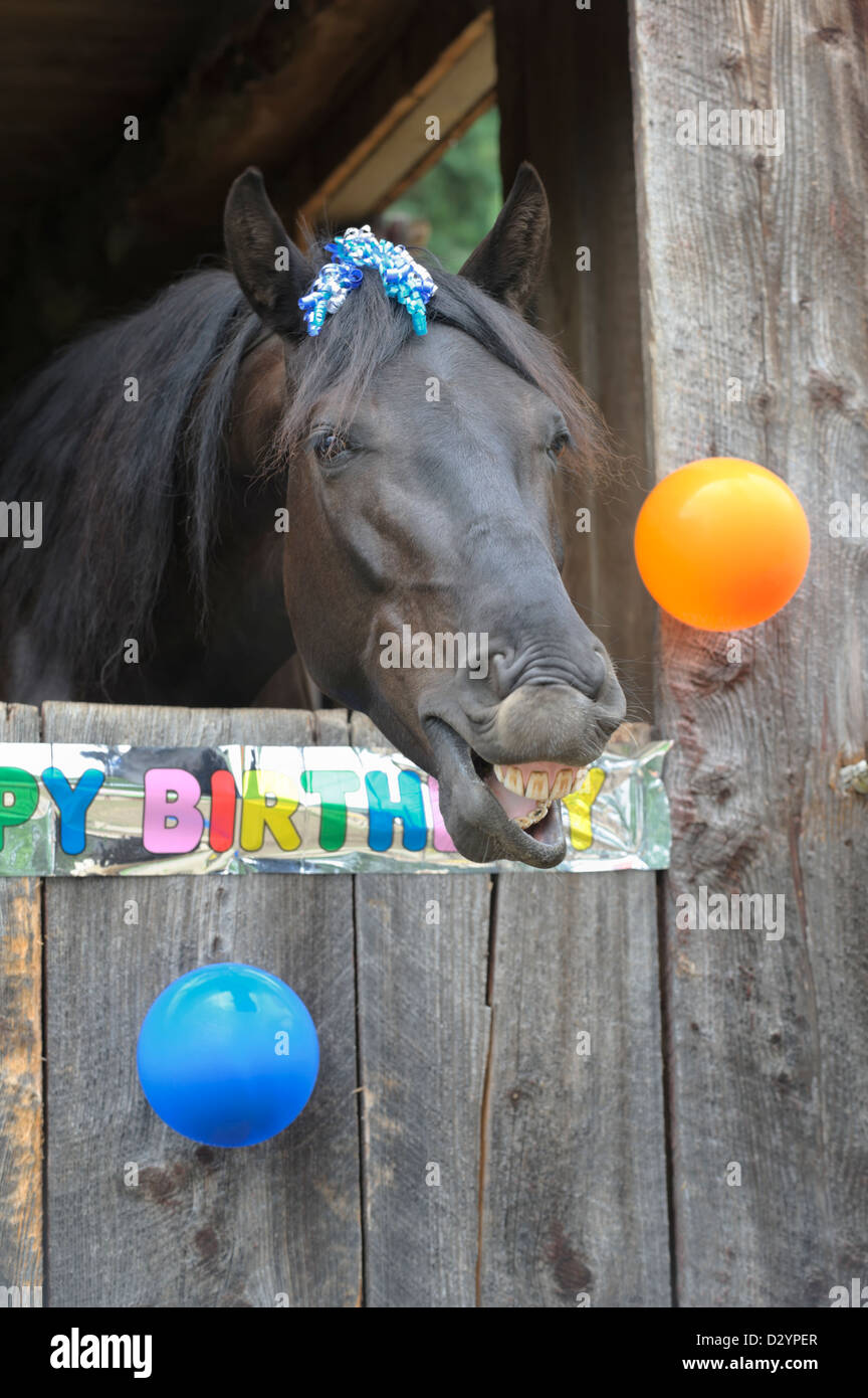 Cheval Qui Rit Banque D Image Et Photos Alamy