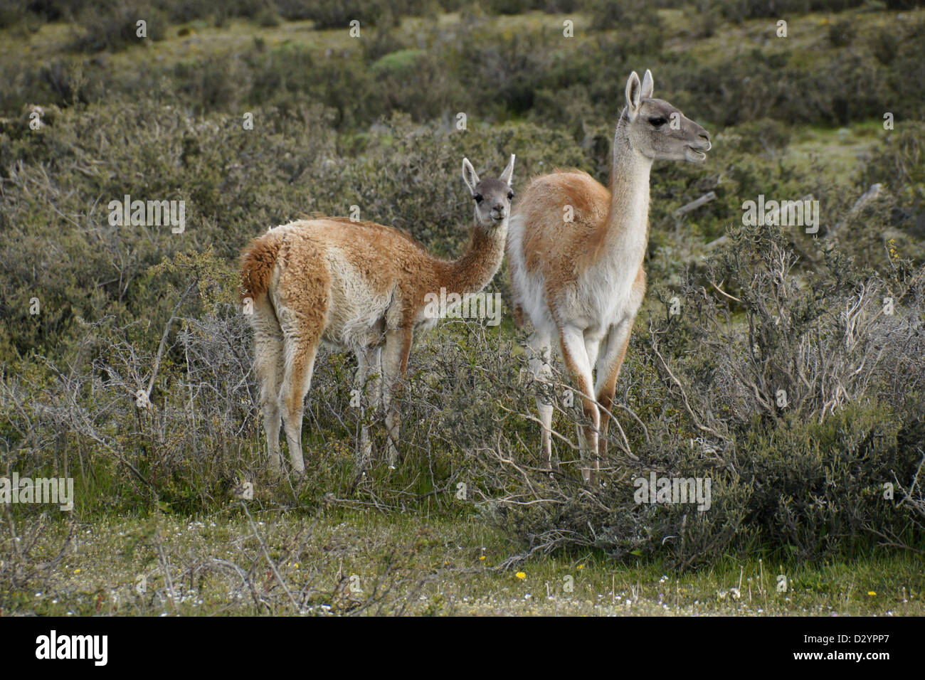 Guanacos (femmes et jeunes) dans le Parc National Torres del Paine, Patagonie, Chili Banque D'Images