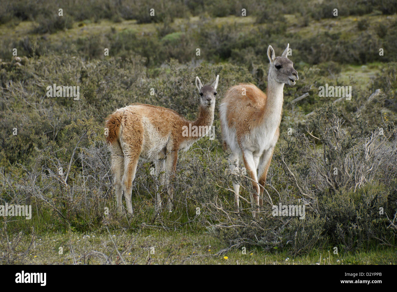Guanacos (femmes et jeunes) dans le Parc National Torres del Paine, Patagonie, Chili Banque D'Images