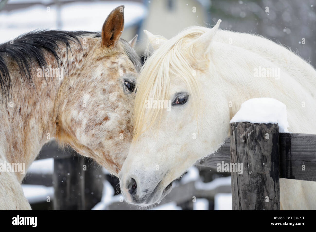 Un Appaloosa et un étalon arabe pour se découvrir par-dessus la clôture. Banque D'Images