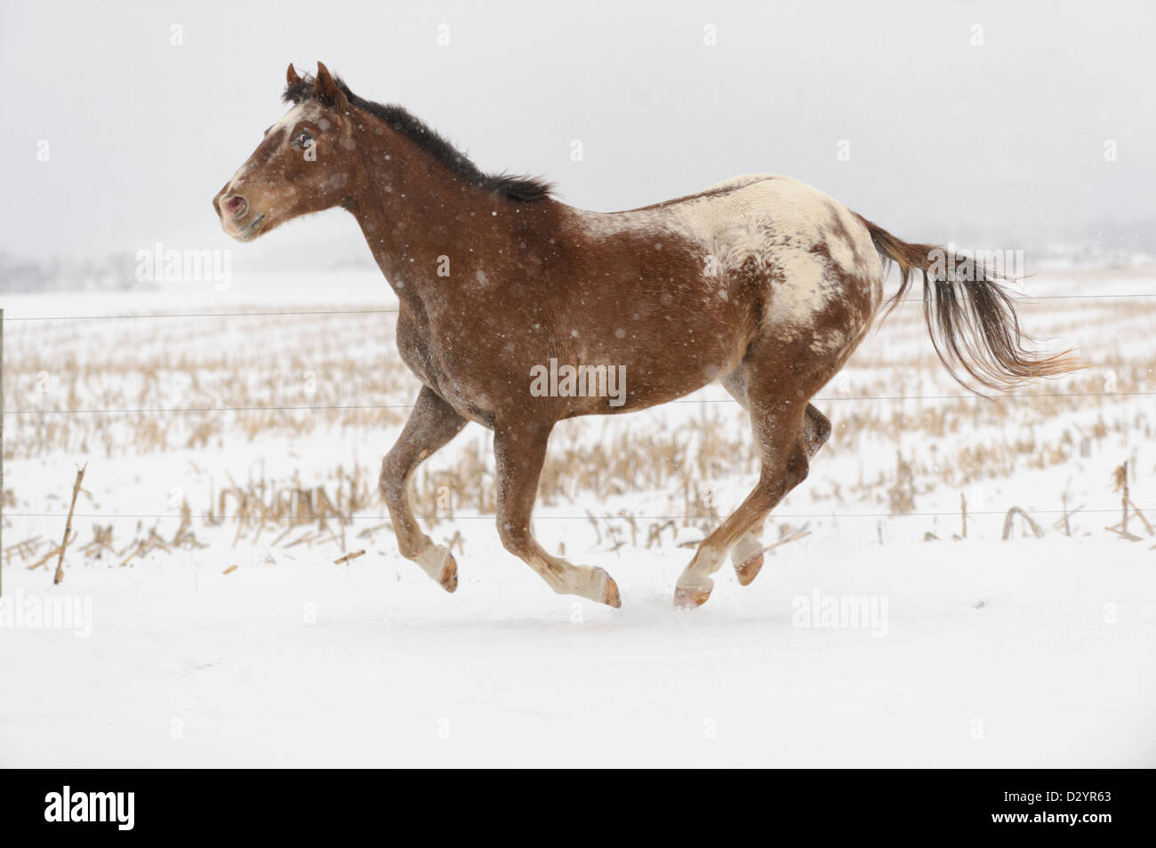 Appaloosa Horse running free en ms dans les pâturages d'hiver blanc et des chutes de neige, ouvrir champ agricole du paysage. Banque D'Images