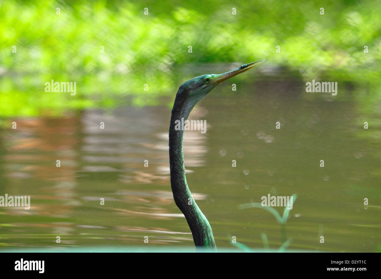 Anhinga rufa indien vert ( ) Banque D'Images