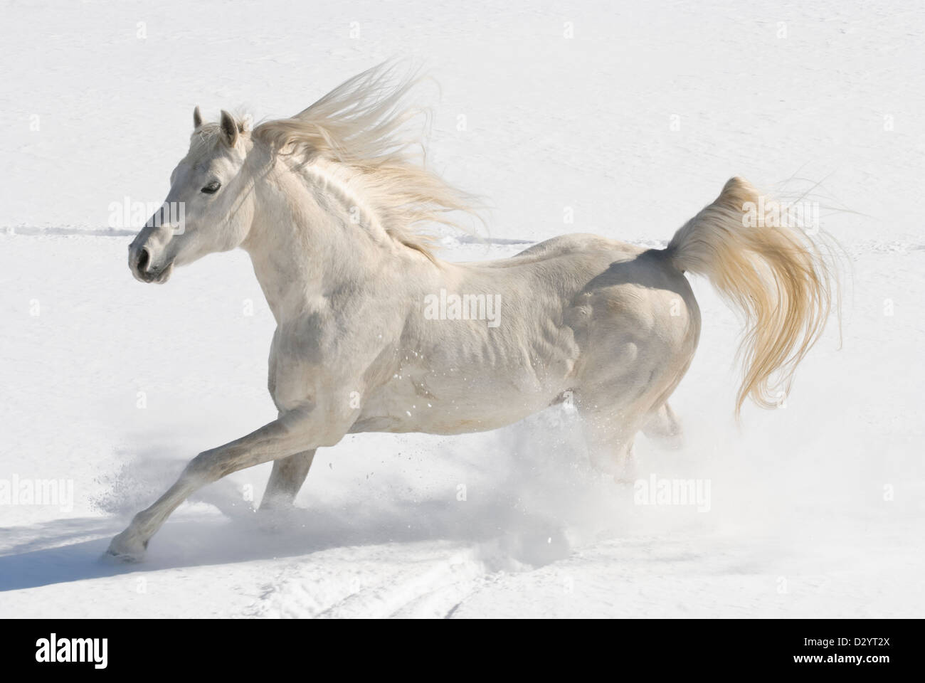 White Horse gratuitement dans la neige fraîche avec la crinière et la queue battant, un étalon arabe pur-sang en mouvement à la liberté. Banque D'Images