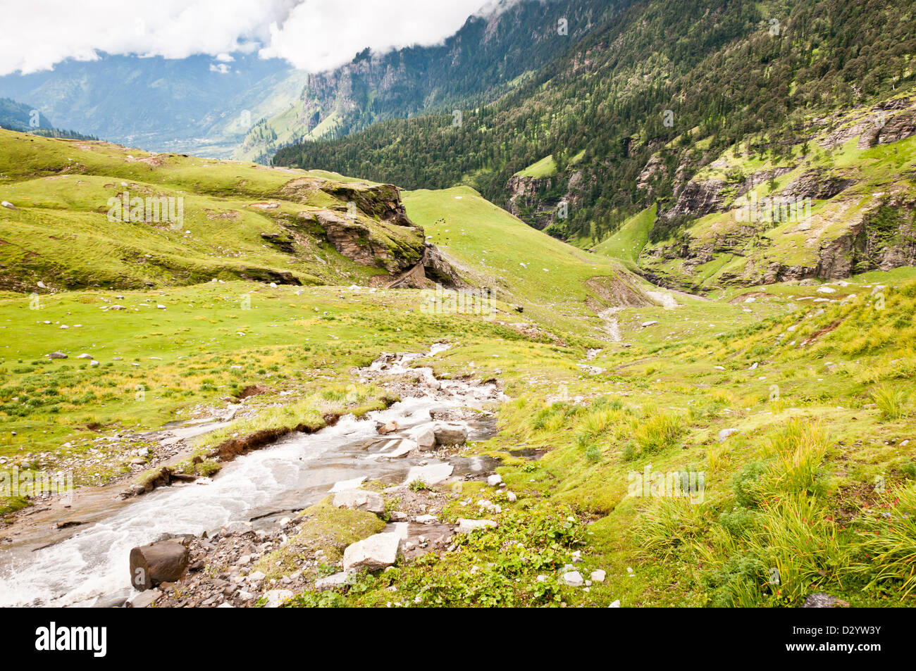 Rivière de montagne sur pente couverts par l'écoulement de plantes, Himalaya, Inde Banque D'Images