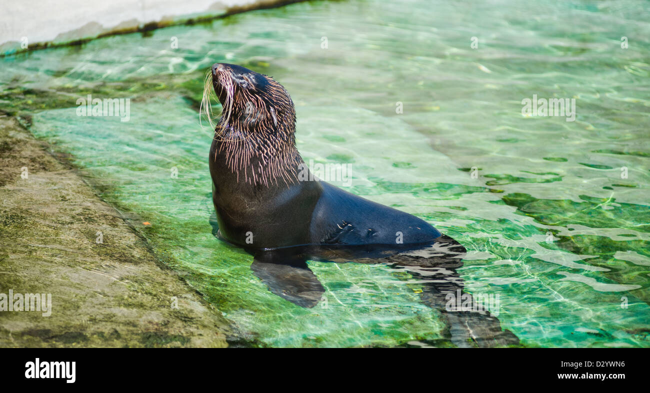 Otarie à fourrure du Nord (Callorhinus ursinus) dans l'eau Banque D'Images