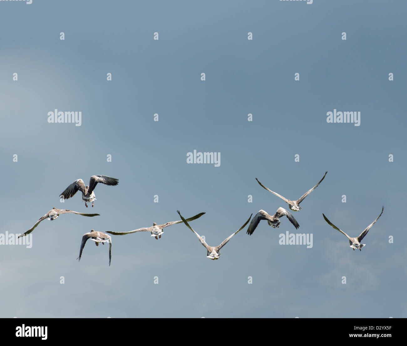 Troupeau d'oiseaux (oies cendrées) voler dans l'air vu de derrière, la Suède Banque D'Images Troupeau d'oiseaux (oies cendrées) voler dans l'air vu de derrière, la Suède Banque D'Images